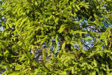 fir-tree branches