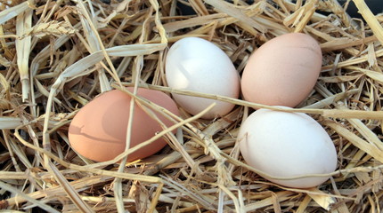oeufs frais bio de poule dans la paille