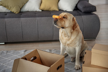 Calm lablador holding meal at home