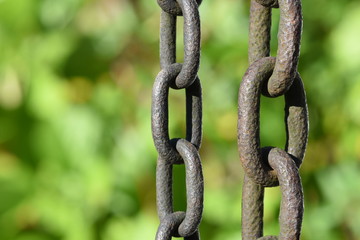 Rain chain closeup in the garden