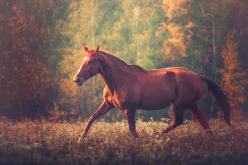 Red horse trotting on the trees background in autumn
