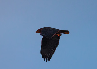 Red-tailed hawk in the beautiful sunset light, seen in the wild near the San Francisco Bay