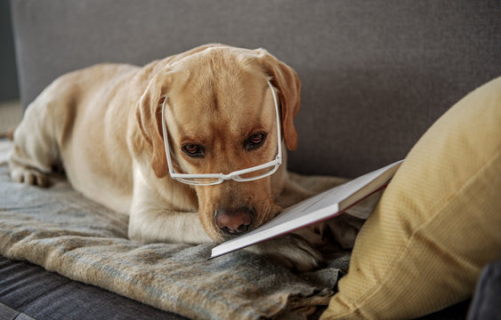 Serious intelligent dog looking through volume