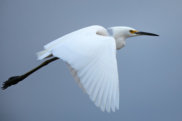 Snowy egret flying in the wild in North California