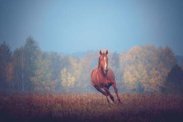 Red horse galloping on the trees background in autumn