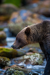 Orso grizzly della costa che pesca salmoni in Canada o Alaska