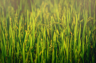 Close up paddy rice field with ray of lights on green background.