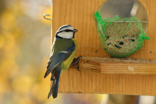 m&eacute;sange bleue prise en flagrant d&eacute;lit de chapardage