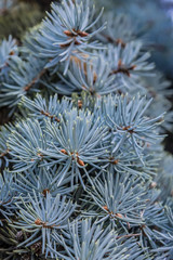 Branches of Christmas tree, closeup. Spiky leaves of pine tree detail, macro.