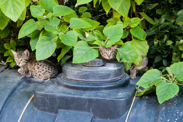 Katzen zwischen Blättern