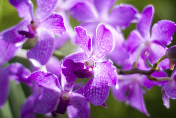 Beautiful Purple Vanda Orchid