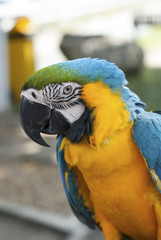 Beautiful blue parrot.