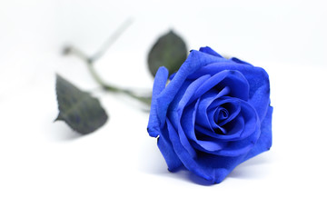 Fiore di una rosa blu isolata su sfondo bianco - obrazy, fototapety, plakaty