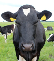 Obraz na płótnie Canvas Black white cow head in close up
