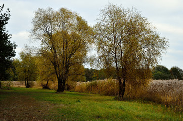 Fototapeta na wymiar Jesienne i wiosenne drzewa, brązowe liście i zielona trawa.
