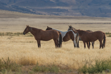 Obraz premium Herd of Wild Horses (mustangs) in the Utah Desert