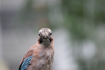 Colorful Jay in the garden