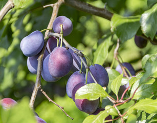 twig with plums