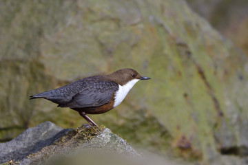 Wasseramsel während der Balz 