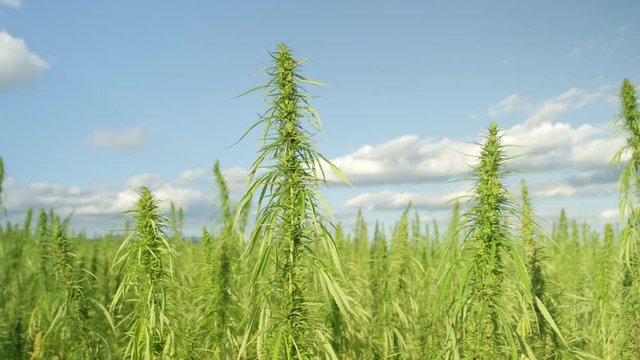 SLOW MOTION CLOSE UP: Narcotic cannabis plants growing in endless marijuana plantation outdoors. Large narco fields of illegal marijuana drug growing under sun. Medicinal and recreational hemp plants