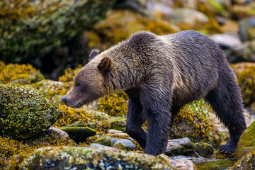 Orso grizzly della costa che pesca salmoni in Canada o Alaska