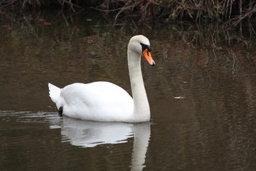 Swan swimming in a pool in Moerkapelle