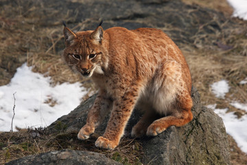 The Eurasian lynx (Lynx lynx) is sitting on the rock with the rest of snow and grass in background