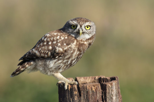 The little owl (Athene noctua) sitting on the stump with green background in the evening and looking to objective