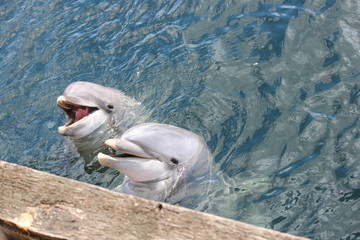 two dolphins smiling to people