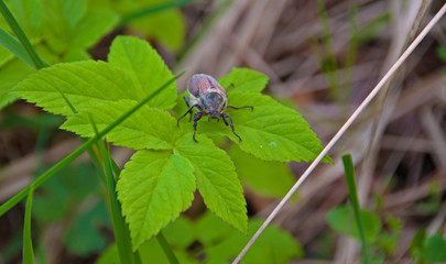 A beetle facing the camera on green leaves