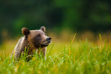 Orso grizzly della costa che pesca salmoni in Canada o Alaska