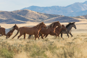 Fototapeta na wymiar Herd of Wild Horses (mustangs) in the Utah Desert