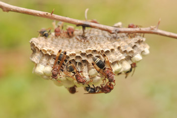 Closeup of bees on honeycomb