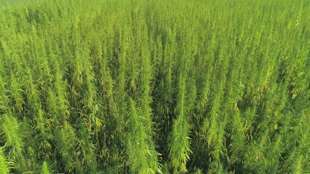 AERIAL: Narcotic cannabis plants growing in endless marijuana plantation outdoors. Large narco fields of illegal marijuana drug growing under sun. Medicinal and recreational hemp plants cultivation
