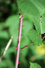 Thorns on a blackberry plant in the forest Hitland, The Netherlands