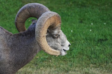 Canadian Ram