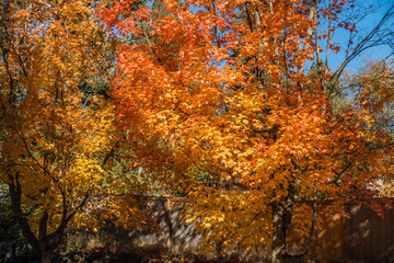 Golden Autumn Tree 4