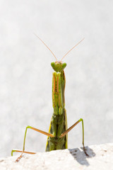 Mante religieuse verte