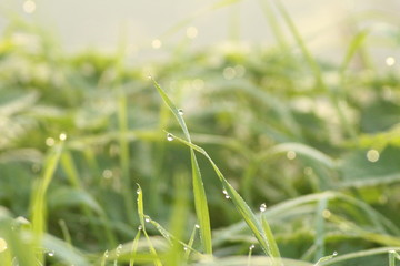 Dew drops on long leafs of reed in morning