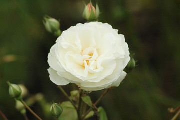 White rose in close up