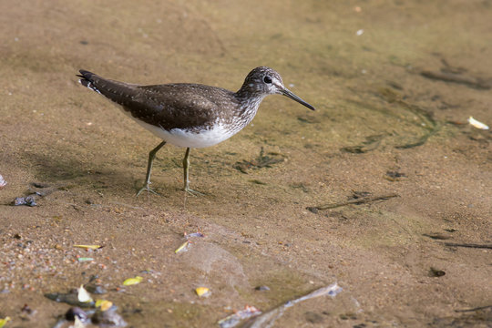 Waldwasserl&auml;ufer