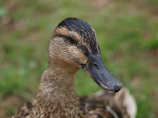 Female duck head in close-up