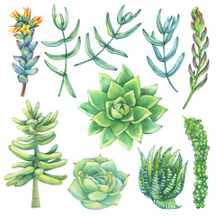 Set. Succulents collection. Watercolor hand drawn painting illustration isolated on white background.