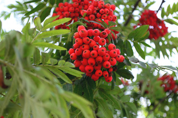 Rowan