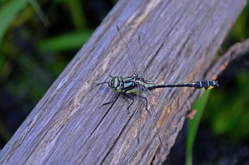Dragonfly