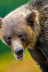 Naklejka na ściany i meble Orso grizzly della costa che pesca salmoni in Canada o Alaska