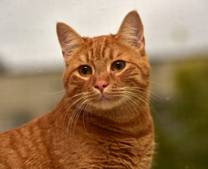 beautiful big red cat