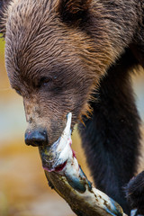Orso grizzly della costa che pesca salmoni in Canada o Alaska
