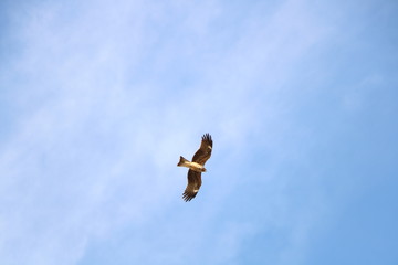 湘南の海を飛ぶとんび2