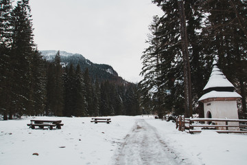 Road in winter forest, mountains in the background